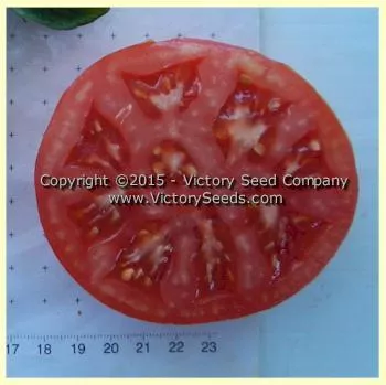 Livingston's Dwarf Stone Tomato