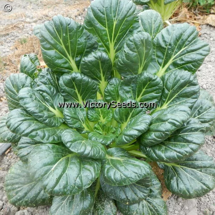 Tatsoi Mustard
