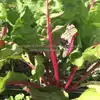 Pink Lipstick Swiss Chard