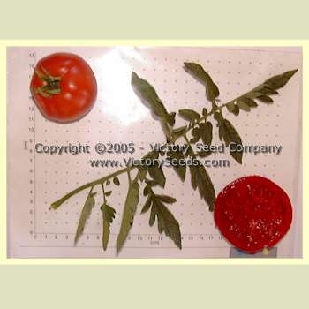 JTD Tomato