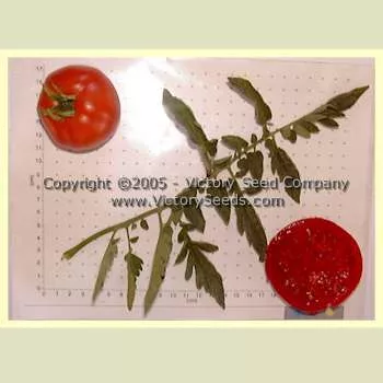 JTD Tomato