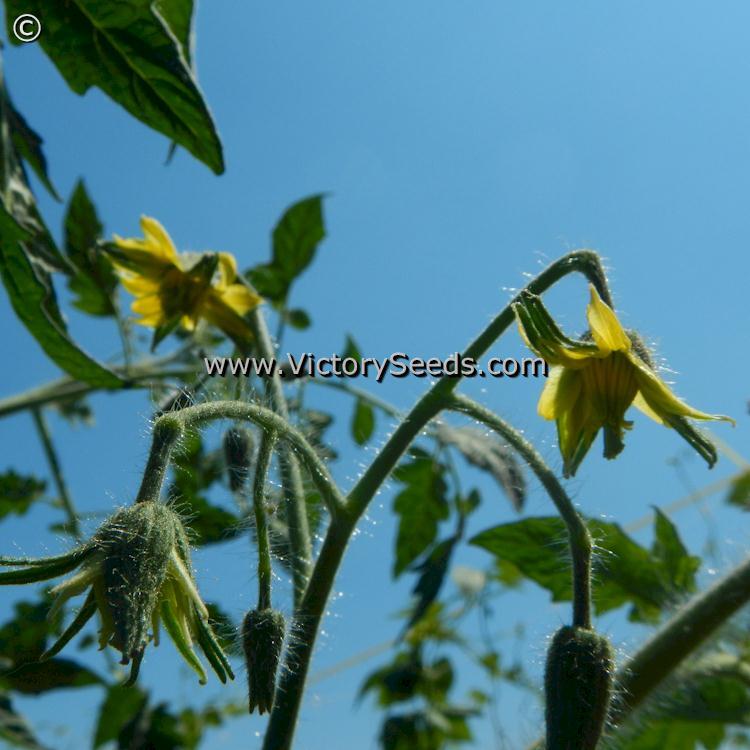 Rieger's Mortgage Lifter Tomato