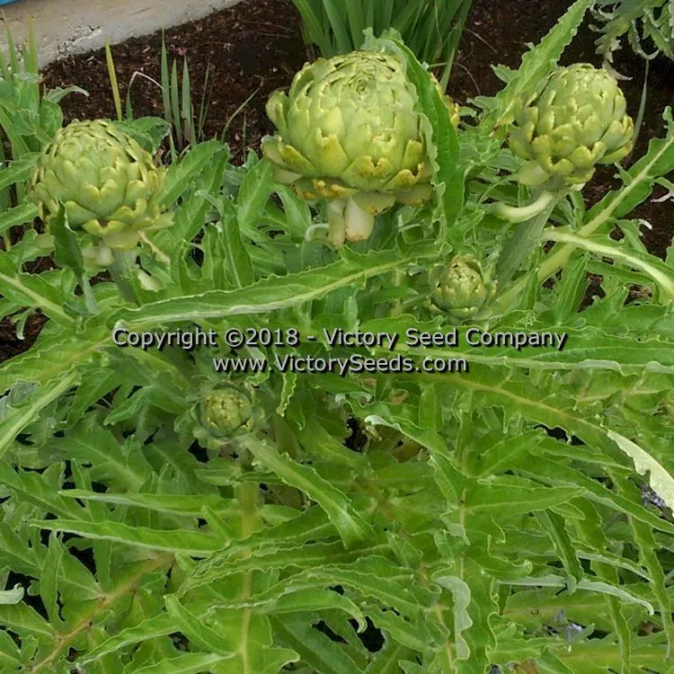 Imperial Star Artichoke
