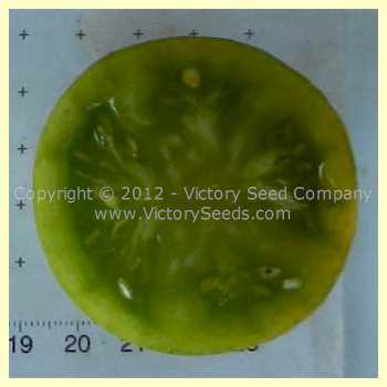 Dwarf Jade Beauty Tomato