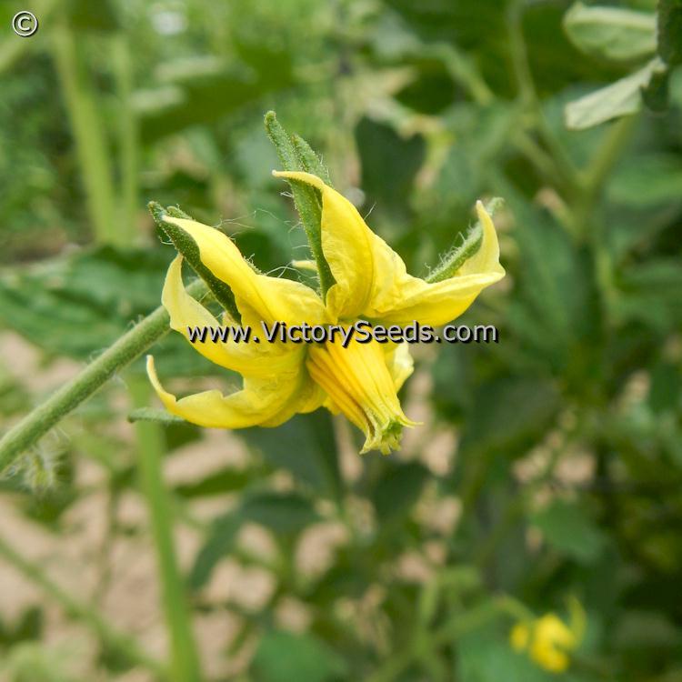Mullens' Mortgage Lifter Tomato