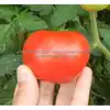 Kanora Tomato
