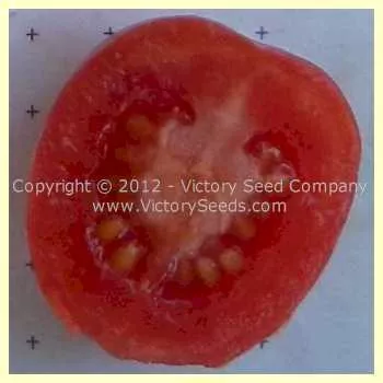 Porter Tomato