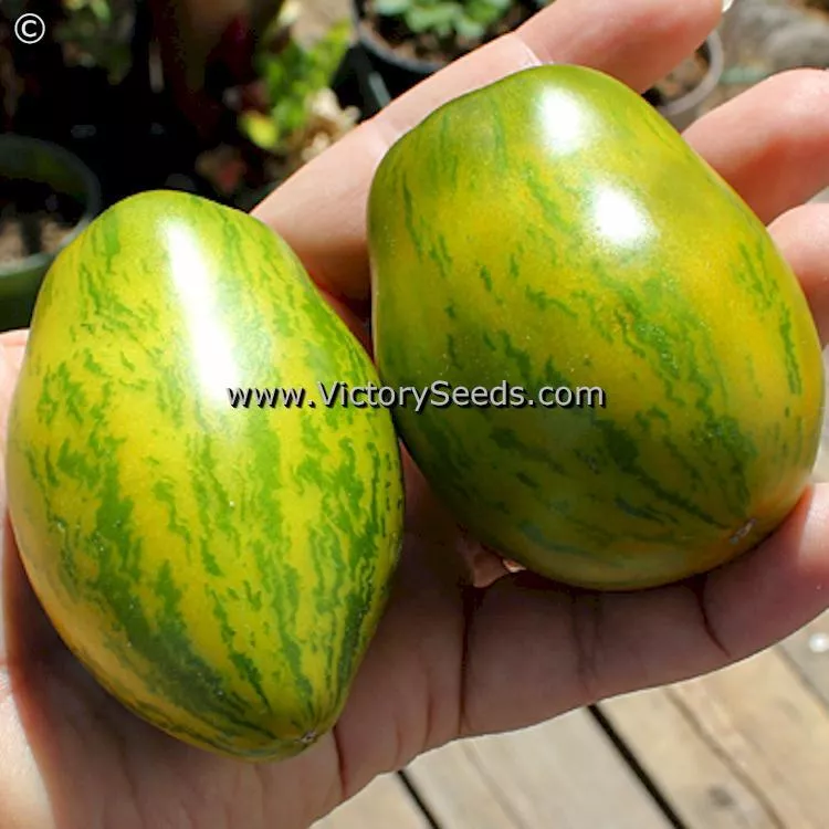 Dwarf Saucy Mary Tomato