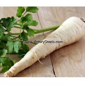 Hamburg Rooted Parsley