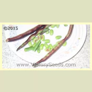 Quickpick Pinkeye Southern Pea