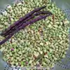 Quickpick Pinkeye Southern Pea