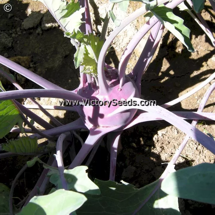 Early Purple Vienna Kohlrabi