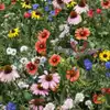 Northeast Wildflower Mix