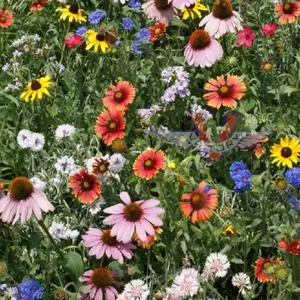 Northeast Wildflower Mix