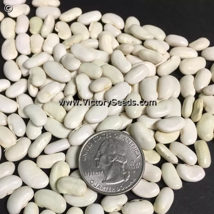 Blue Lake Pole Green Garden Bean, Wright Strain