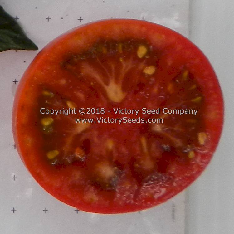 Dwarf Mary's Cherry Tomato
