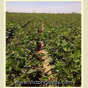 Quickpick Pinkeye Southern Pea