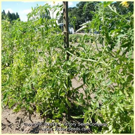 White Wonder Tomato
