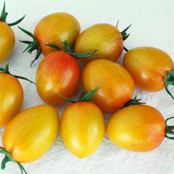 Sunset Torch F1 Tomato