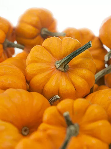 Jack Be Little Pumpkin