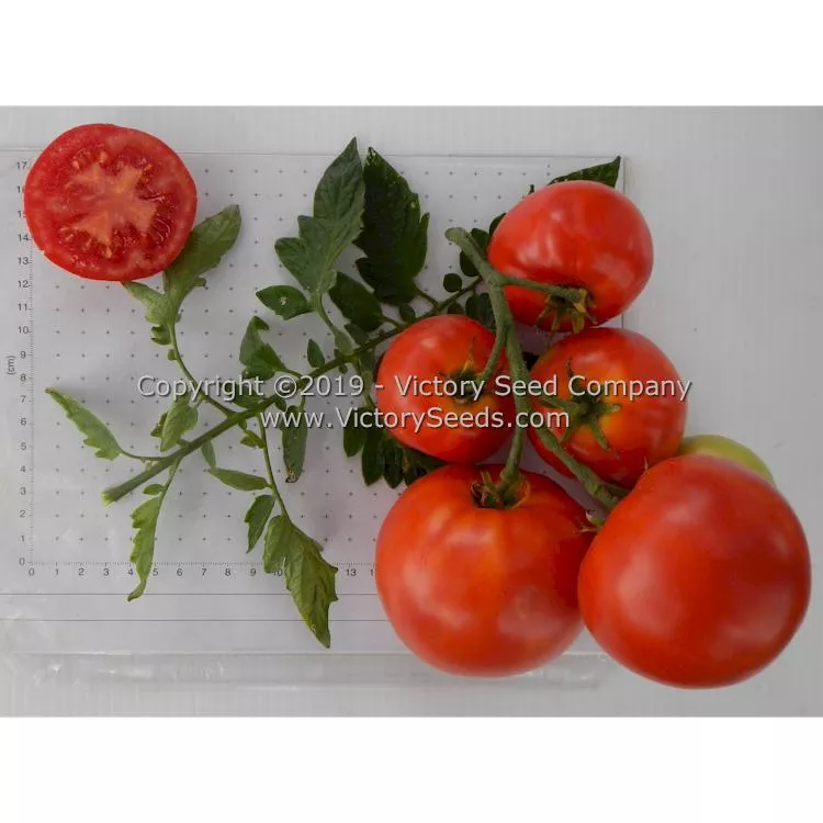 Sioux Tomato