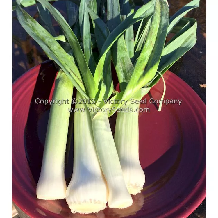 Broad London (Large American Flag) Leek