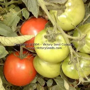 Homestead 24 Tomato