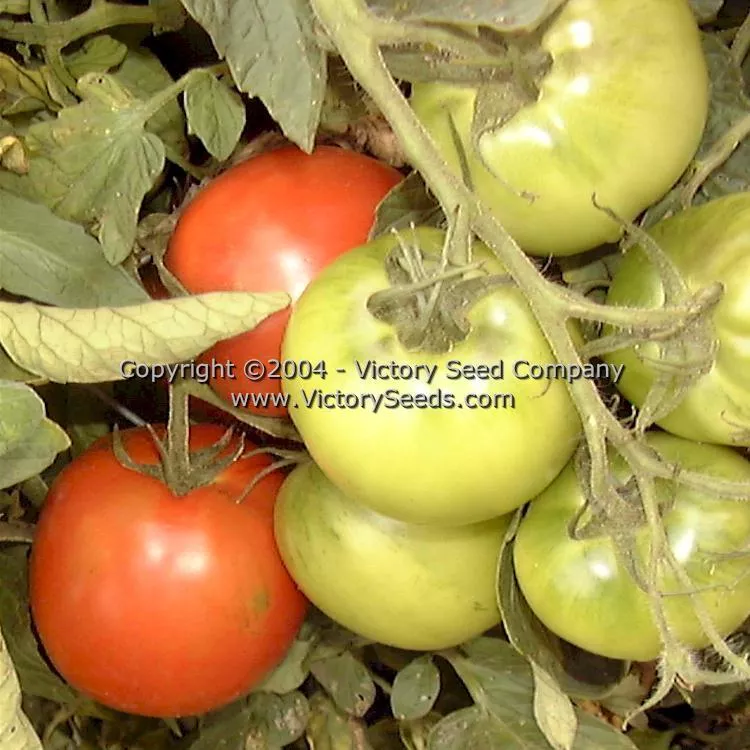 Homestead 24 Tomato