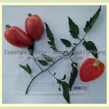 Kim's Civil War Oxheart Tomato