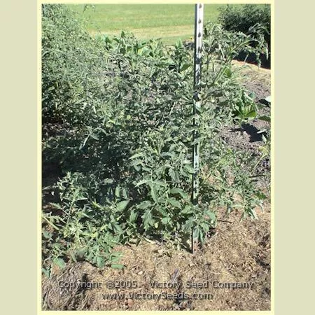 German Yellow Stripe Tomato