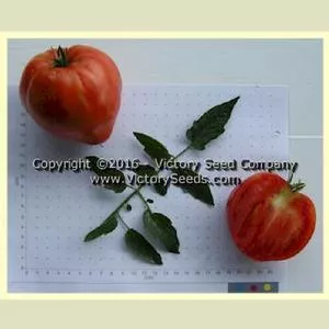 Danko Tomato