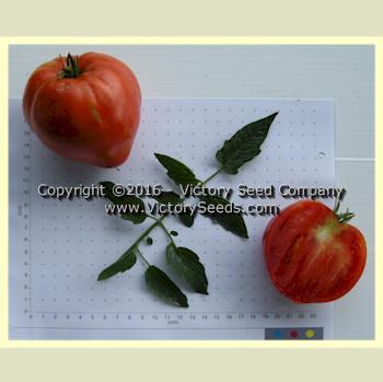 Danko Tomato