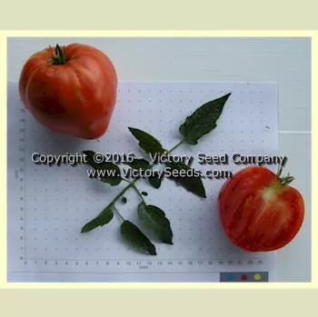 Danko Tomato