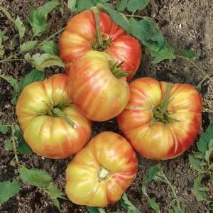 Mr. Stripey Tomato