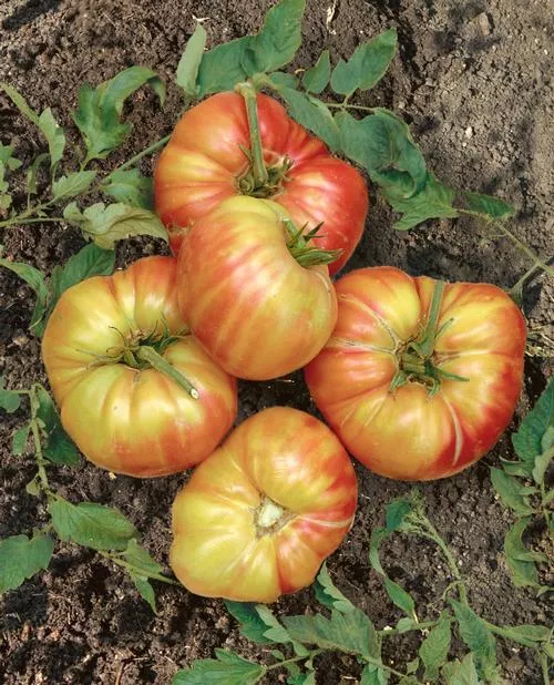 Mr. Stripey Tomato