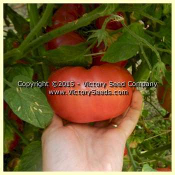 Tennessee Heirloom Tomato