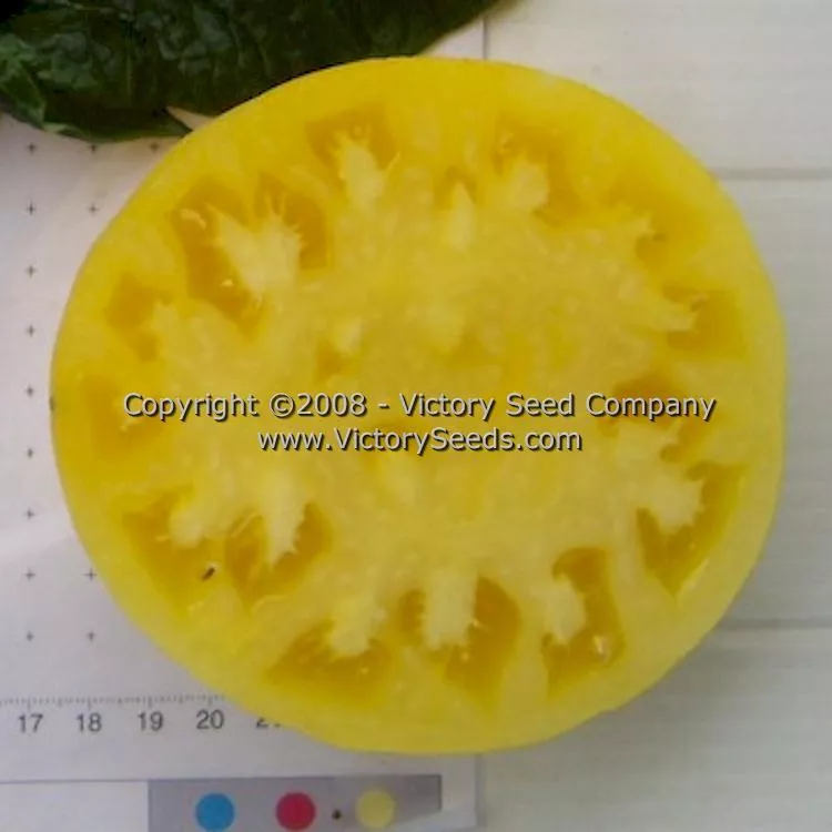 Lillian's Yellow Heirloom Tomato