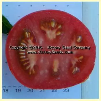 VR Earliest of All Tomato