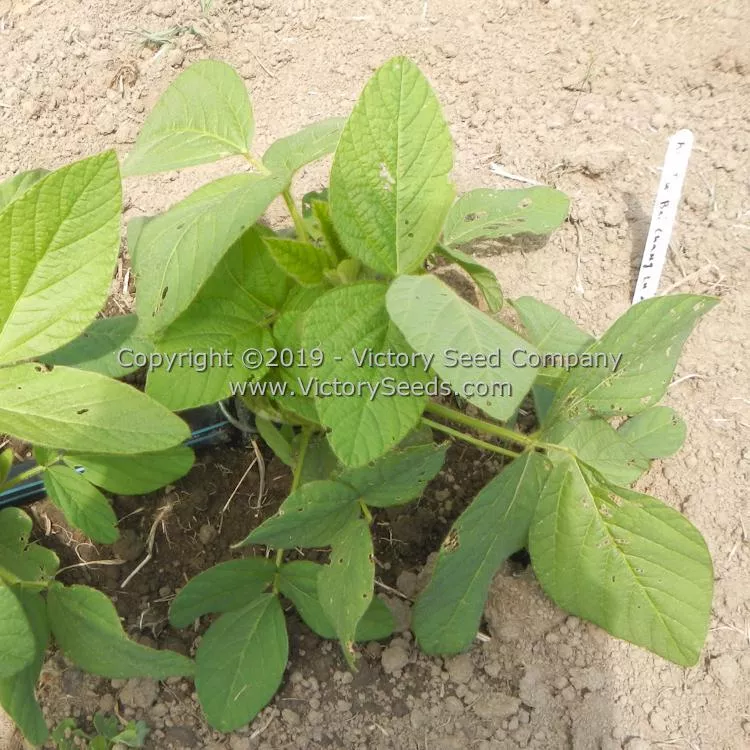 An tu bai chang lu dou Soybean