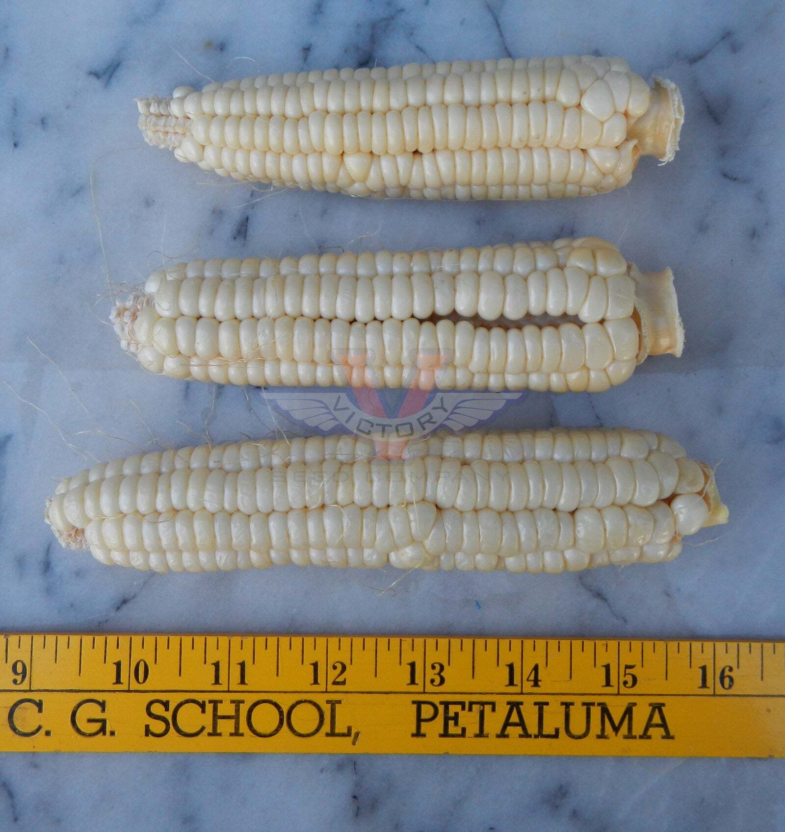 Will's Early June Sweet Corn