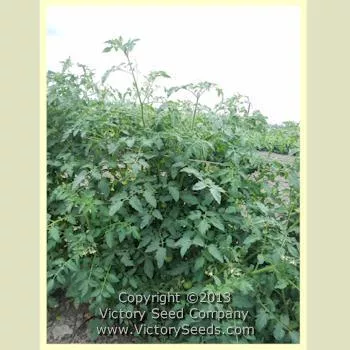 Yellow Lemon Tomato