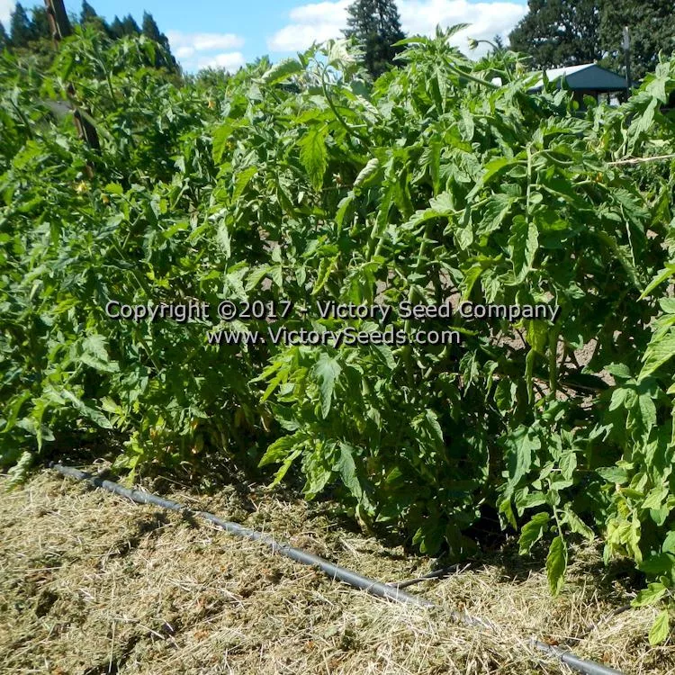 Springston Heirloom Tomato