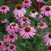 Echinacea - Purple Coneflower