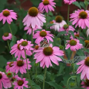 Echinacea - Purple Coneflower