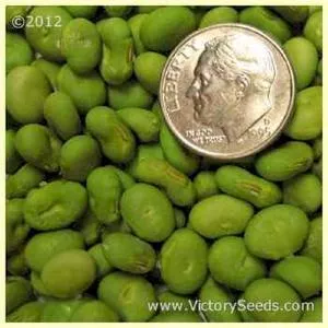 Aan tu bai hua lu da dou Soybean
