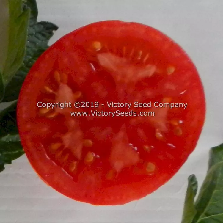 Kanora Tomato