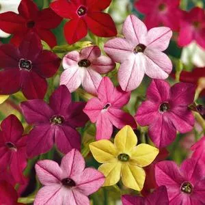 Sensation Mix Flowering Tobacco