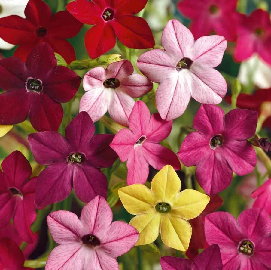 Sensation Mix Flowering Tobacco