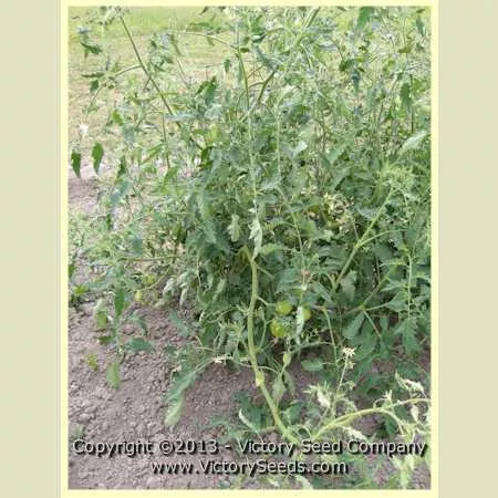 Burning Spear Tomato