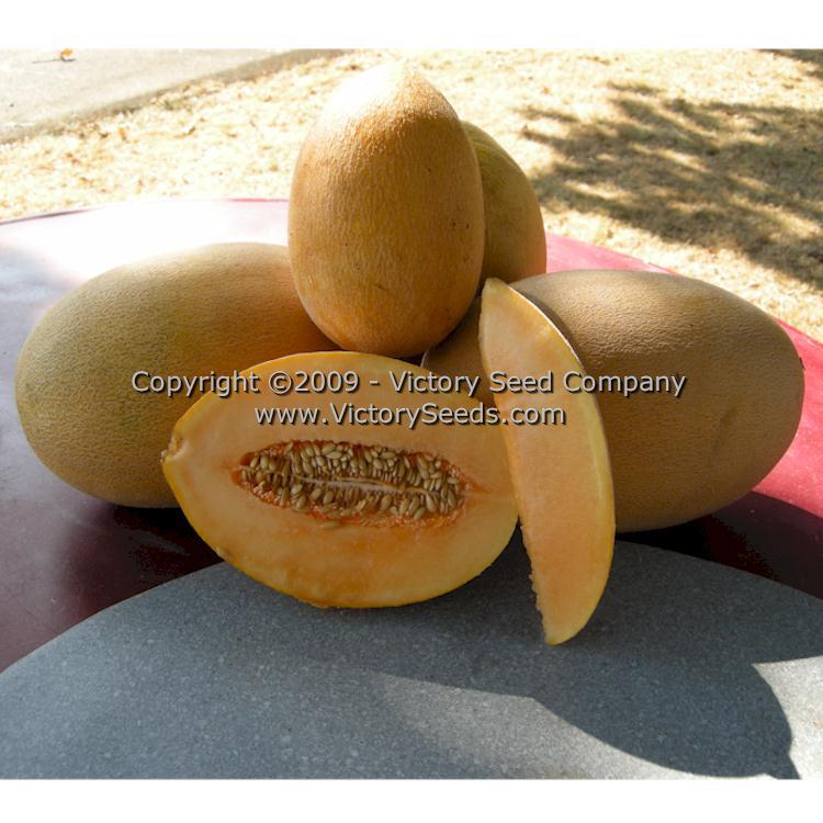 Altaiskaya Melon